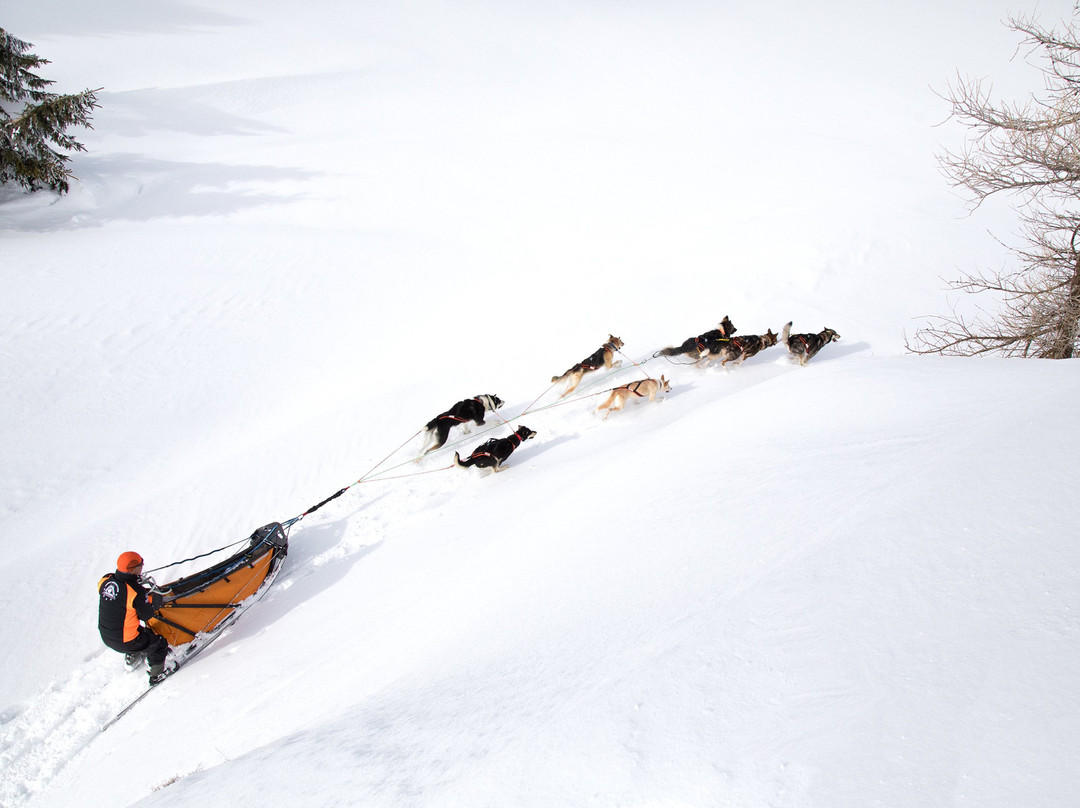 Husky Adventure景点图片