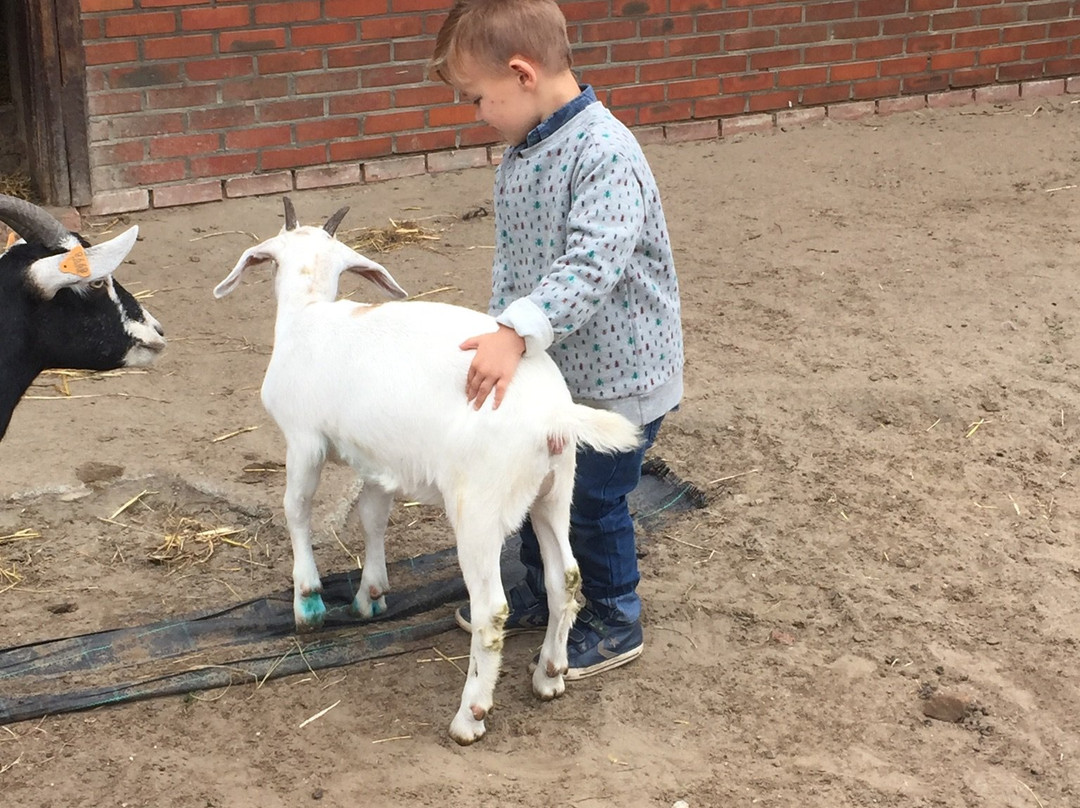Kinderboerderij Mikerf-布拉斯哈特必去景点