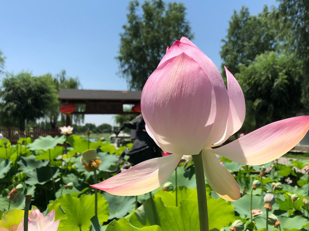 白洋淀荷花大观园-安新县必去景点