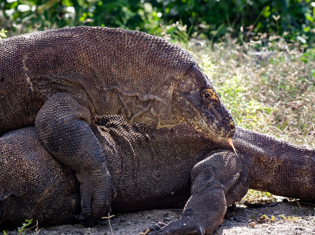 Komodo Bright Tour-登巴萨必去景点