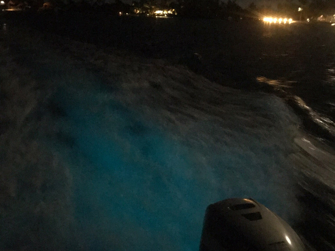 Bioluminescent Bay景点图片