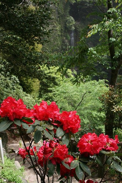 Urami Waterfall Shizenkaen景点图片