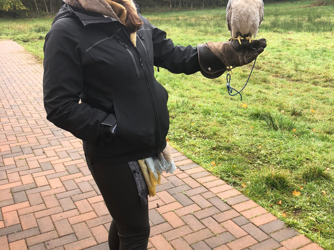 Strathblane Falconry景点图片