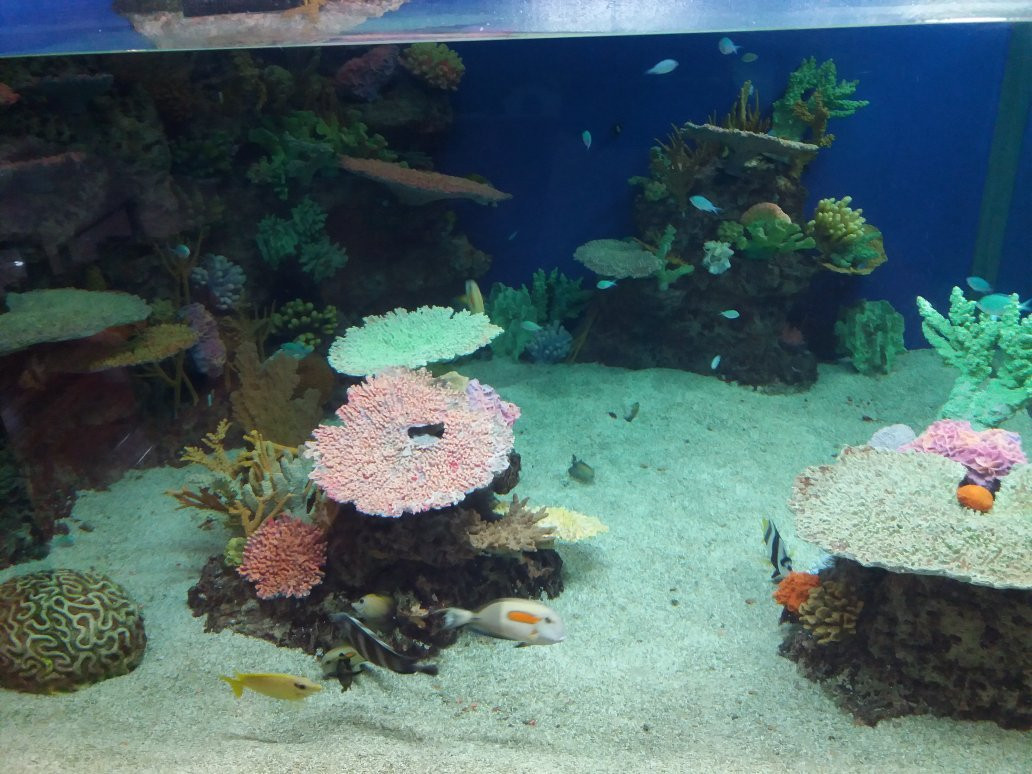 Southport Sharks-绍斯波特必去景点