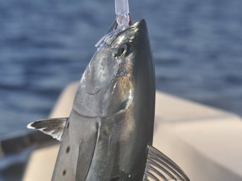 Shsnew-奴娃拉伊利雅必去景点