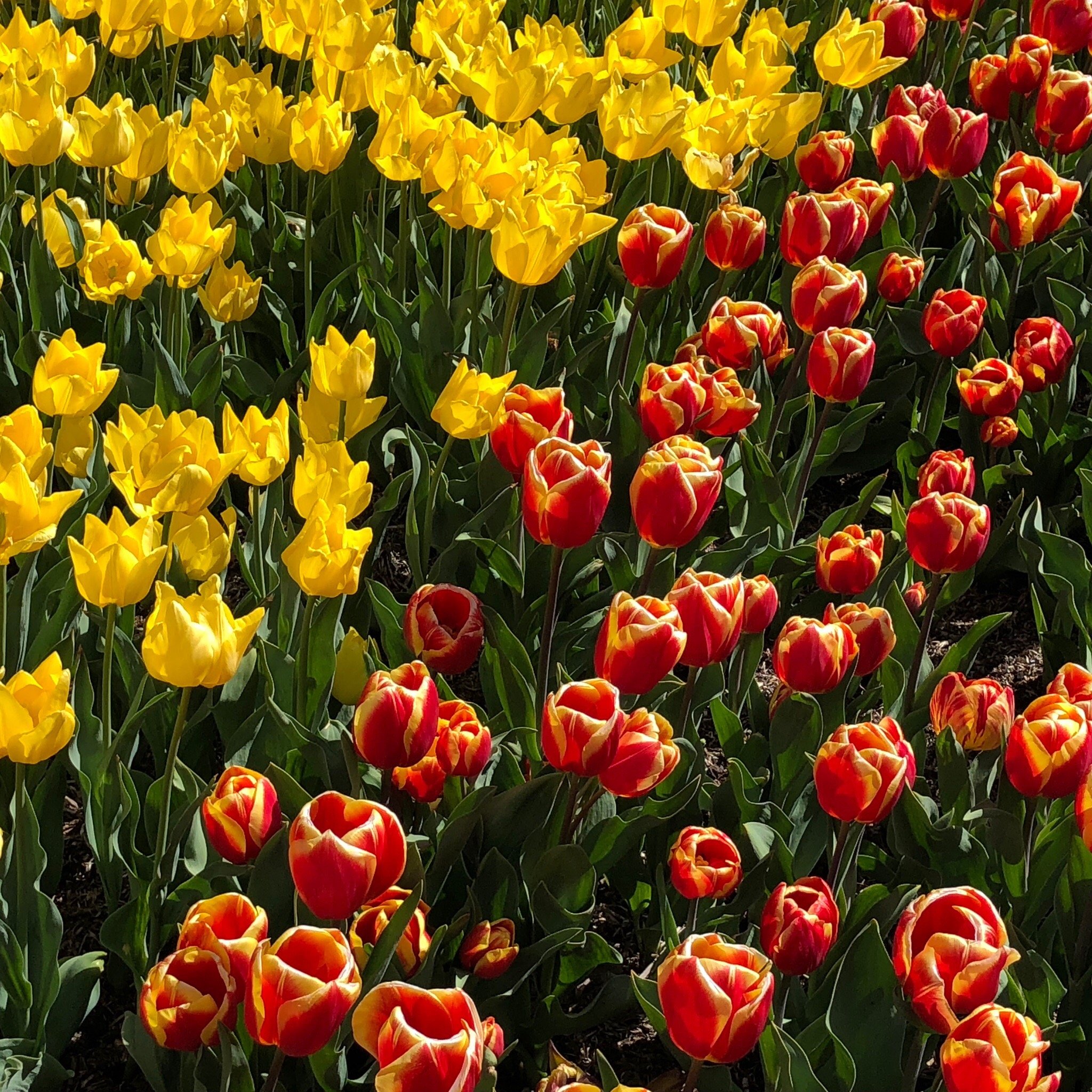 The Imperial Motel-官方