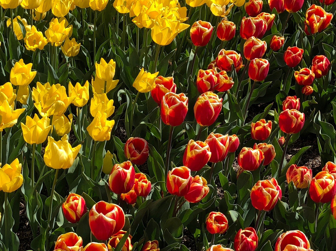 The Imperial Motel主图