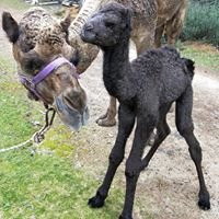 Calamunnda  Camel Farm景点图片