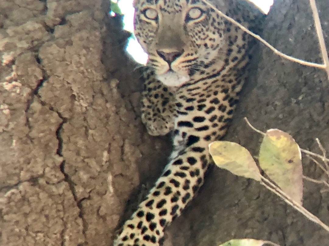 Chimbwa旅游攻略图片