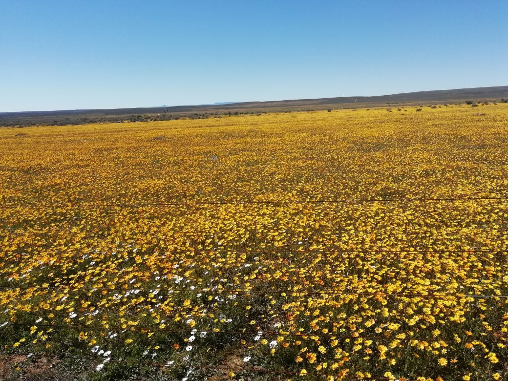 The Golden Grape B&b主图