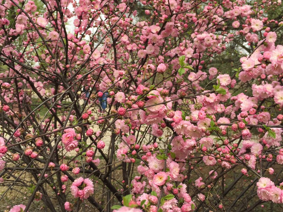 保定植物园-保定市必去景点