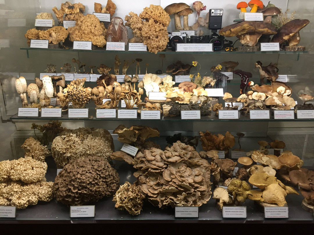 Mushroom Museum-萨格勒布必去景点