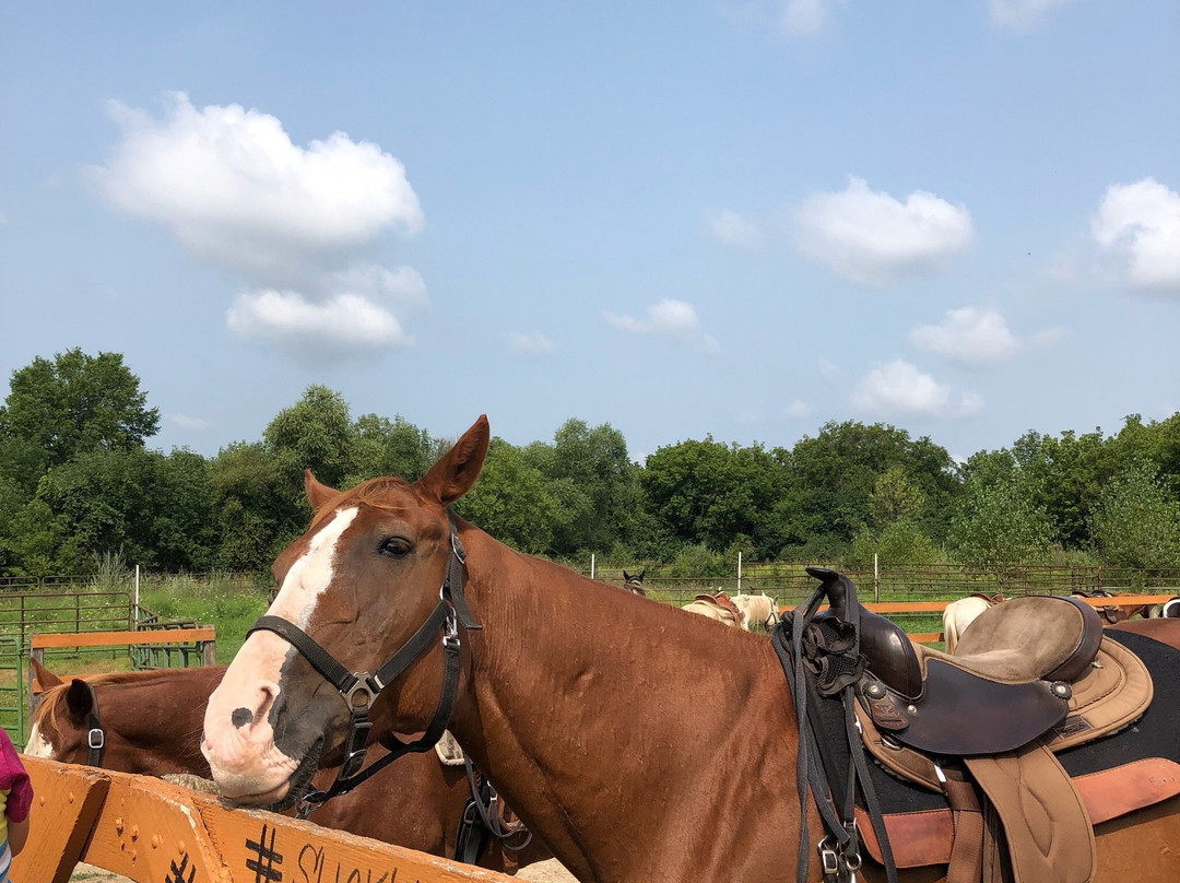 Maybury Riding Stable-诺斯维尔必去景点