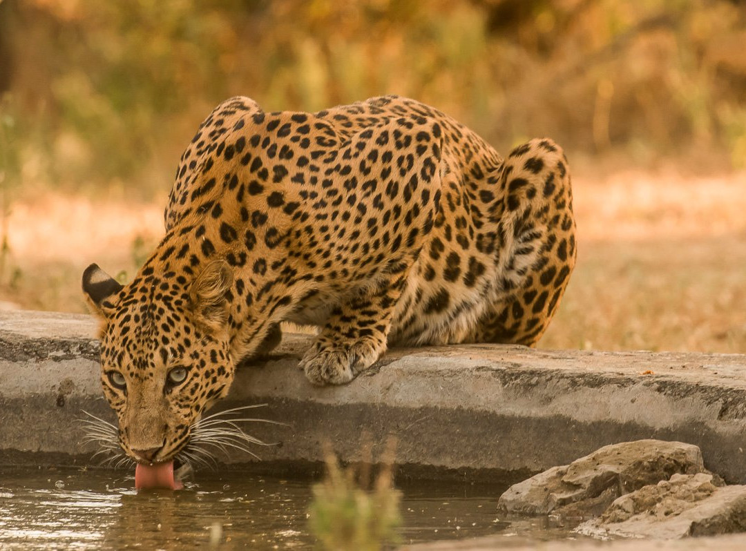 Wild Trail Safari-斋蒲尔必去景点