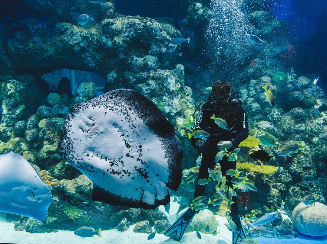 Cairns Aquarium景点图片