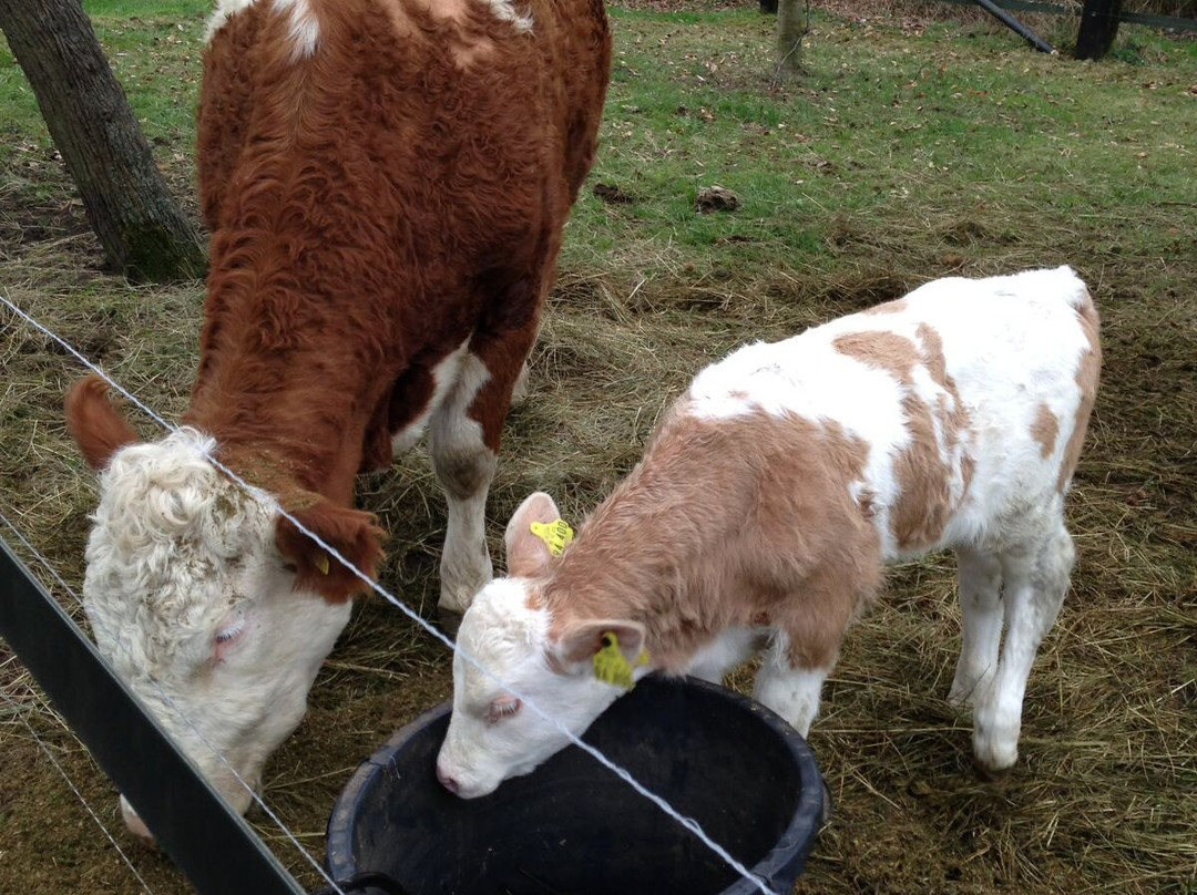 Zum alten Ponyhof主图