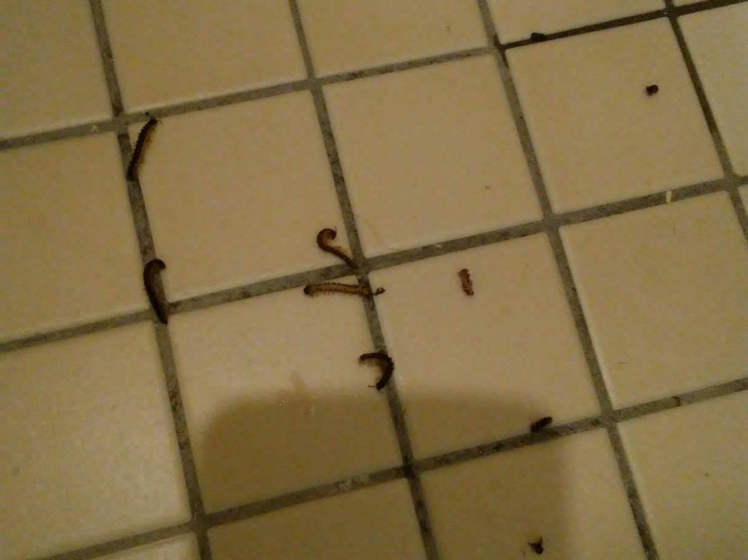 The Lodge at Natchez Trace主图