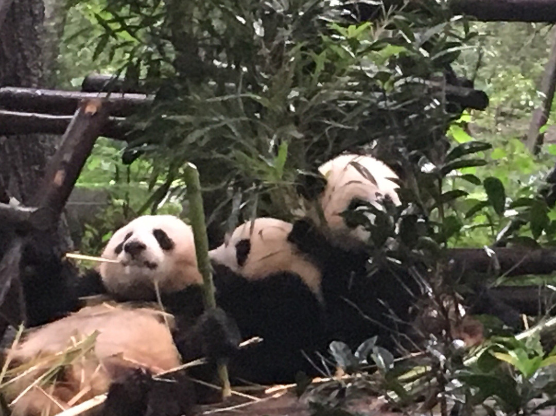Hold Panda-成都必去景点