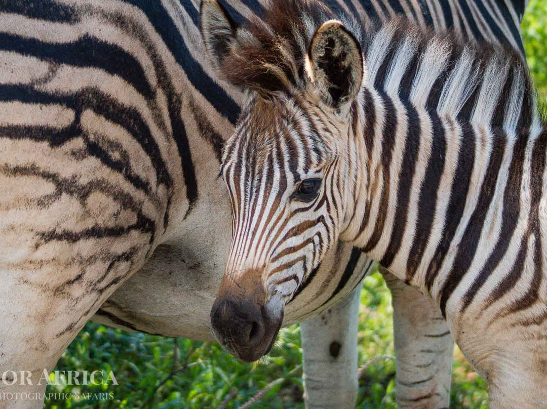 Outdoor Africa-理查兹湾必去景点