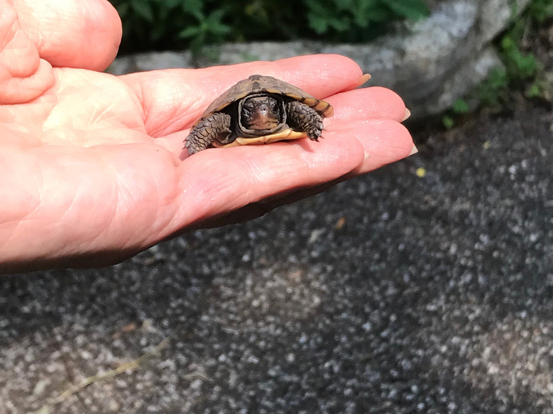 Cedars of Lebanon State Park-Lebanon必去景点