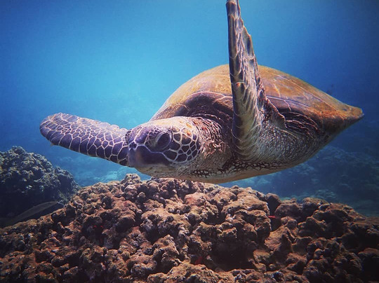 Destination Diving And Snorkel Maui-拉海纳必去景点