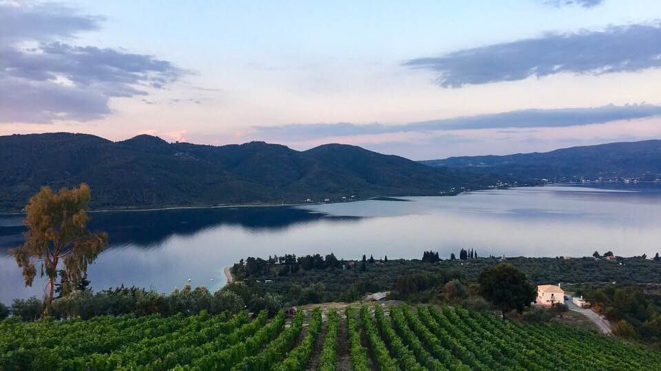 Vriniotis Winery景点图片
