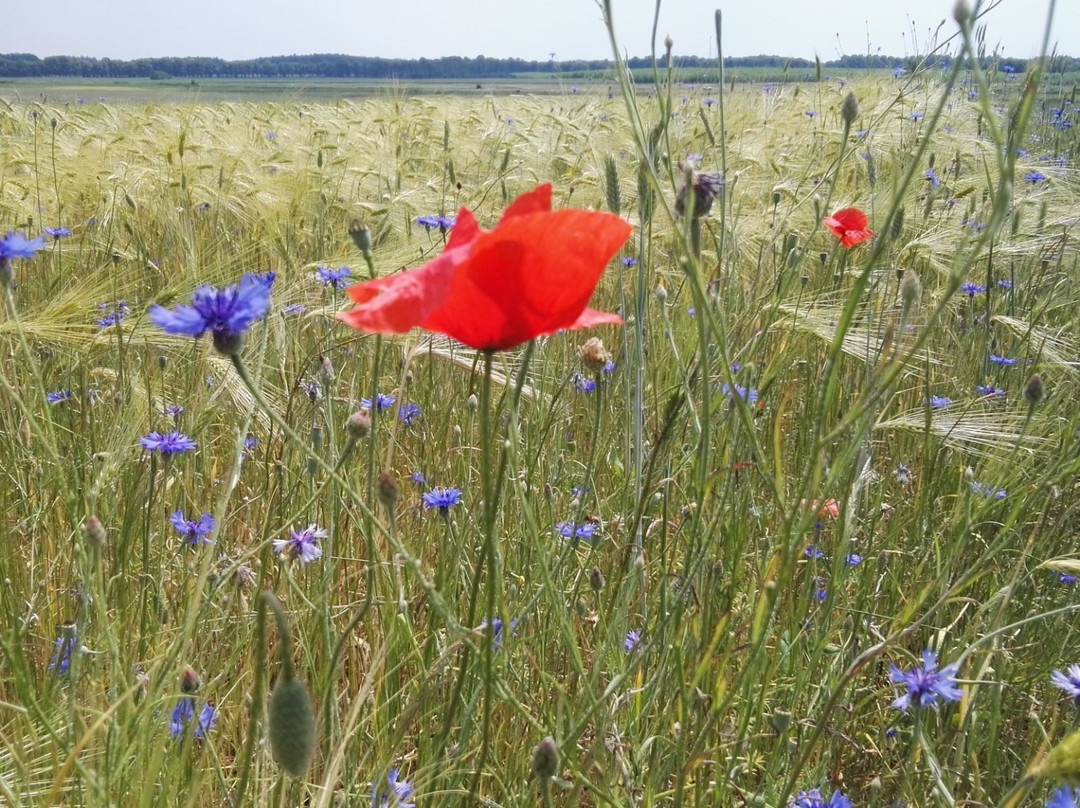 Dworek  Bielin主图