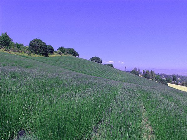 Monte-Bellaria Di California景点图片