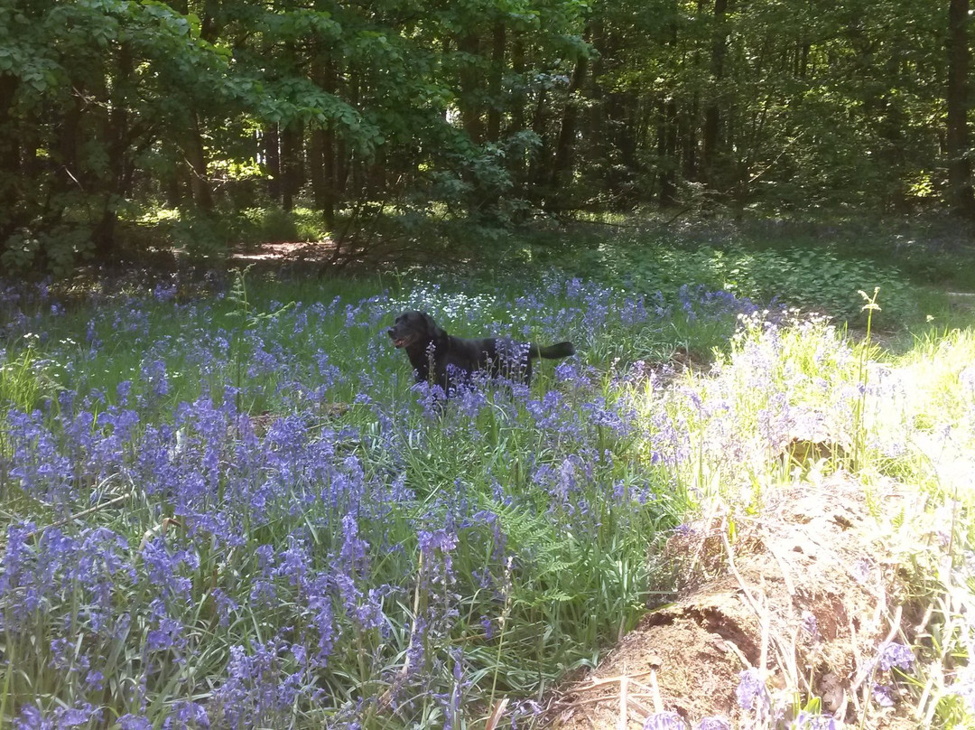 Hartshill Hayes Country Park景点图片