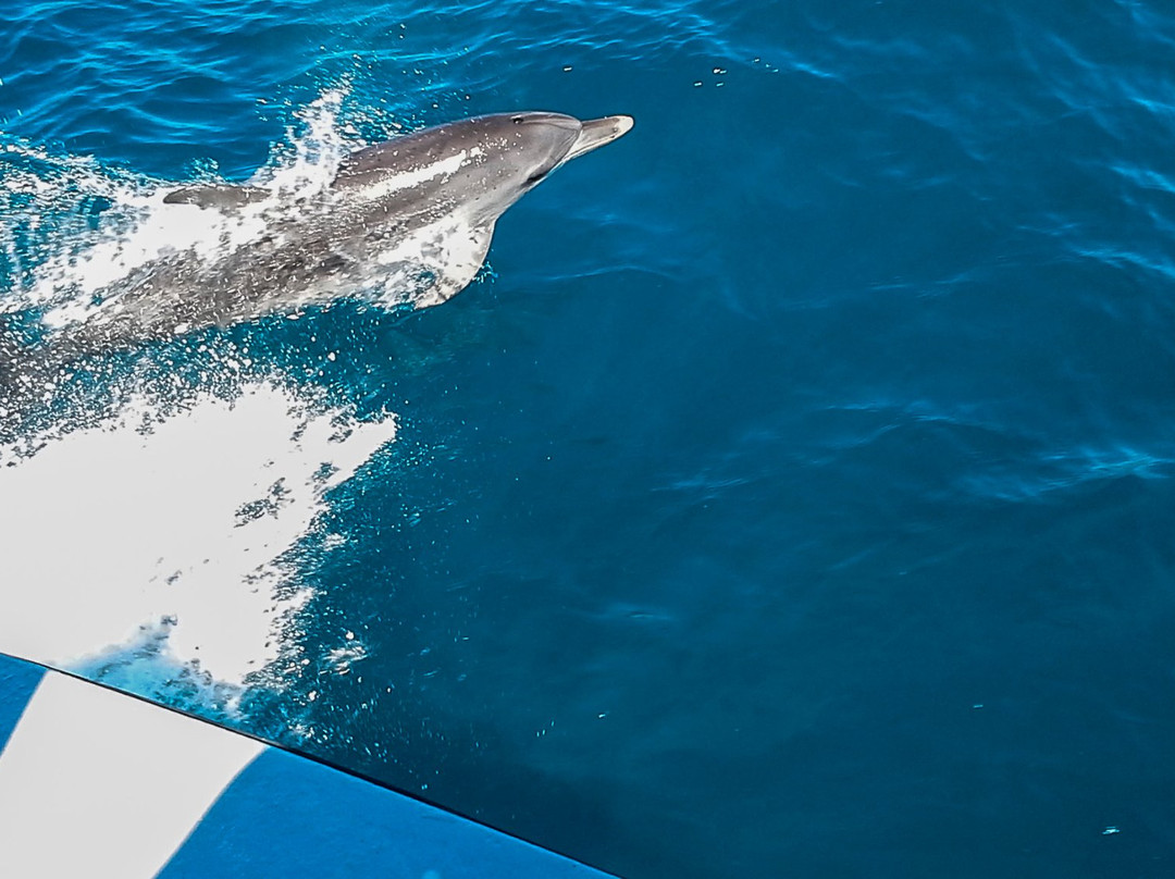 Reef Raider Fishing Charters-恩格尔伍德必去景点