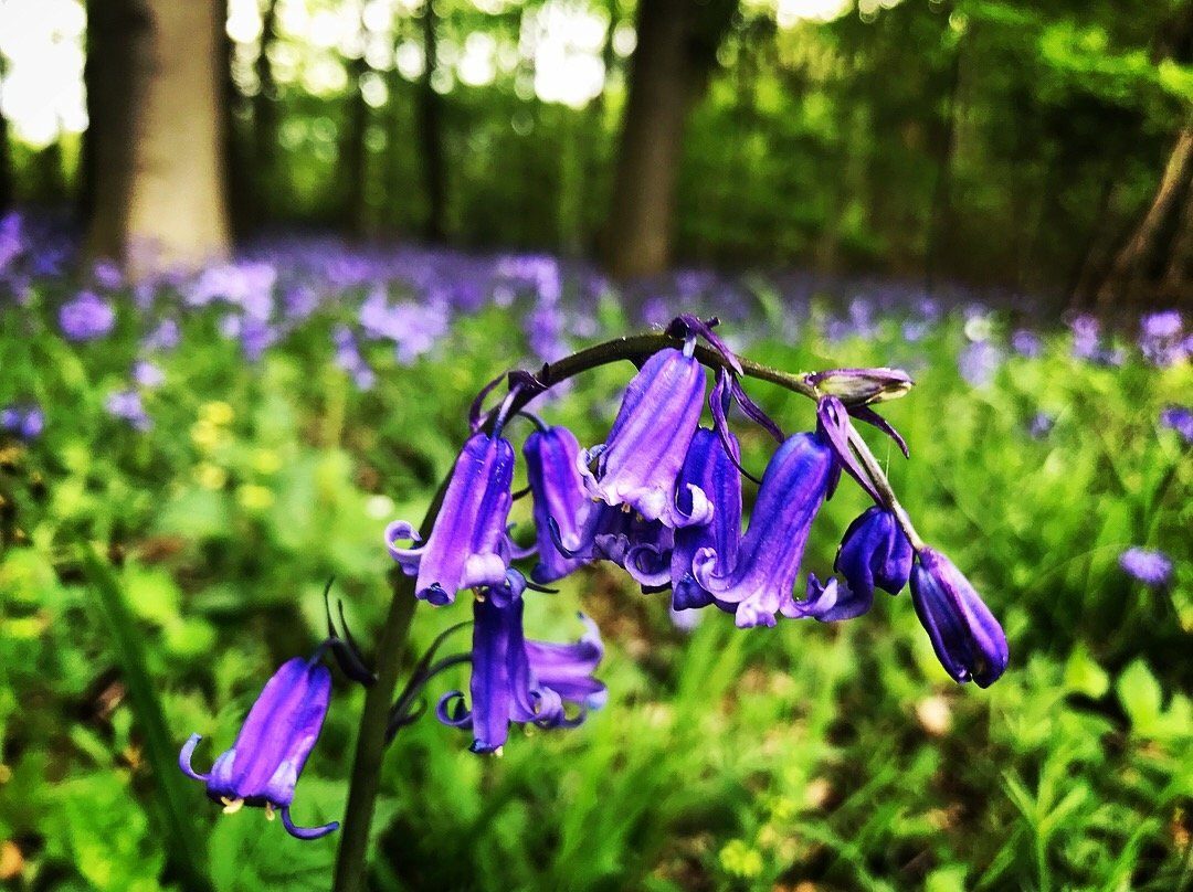 Hanningfield Nature Discovery Centre景点图片