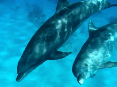 Nova Diving Center-杜勒斯必去景点