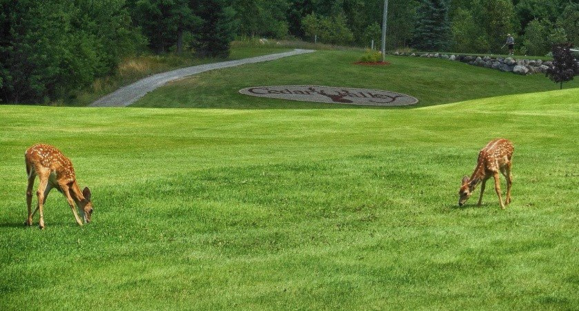 Cedar Valley Golf Club景点图片