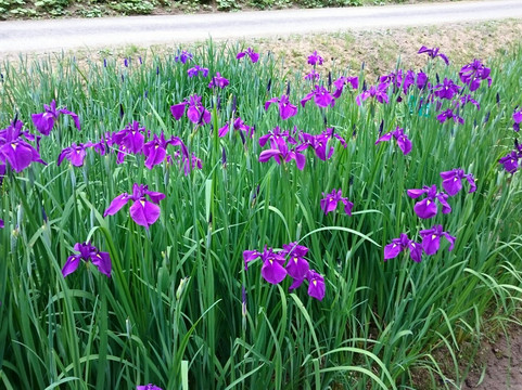 Ranjo Forest-砺波市必去景点