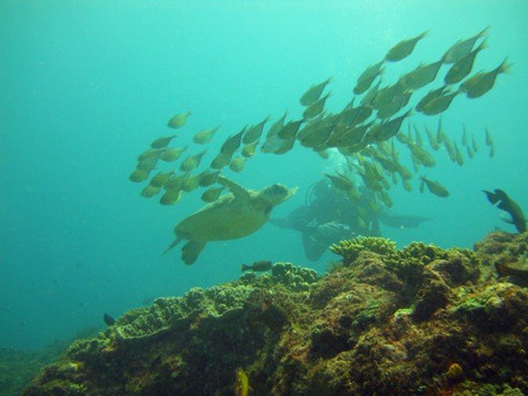 Baracuda Scuba Safaris-蒙巴萨必去景点