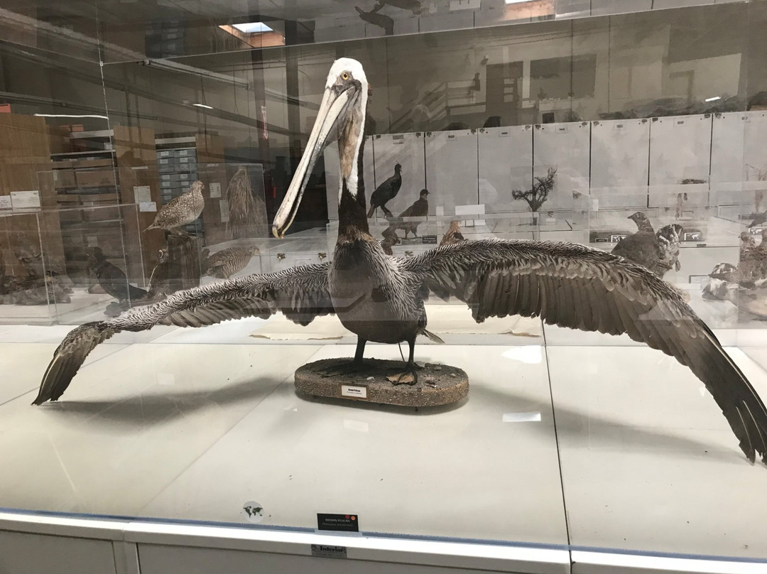 The Western Foundation of Vertebrate Zoology-卡马里奥必去景点