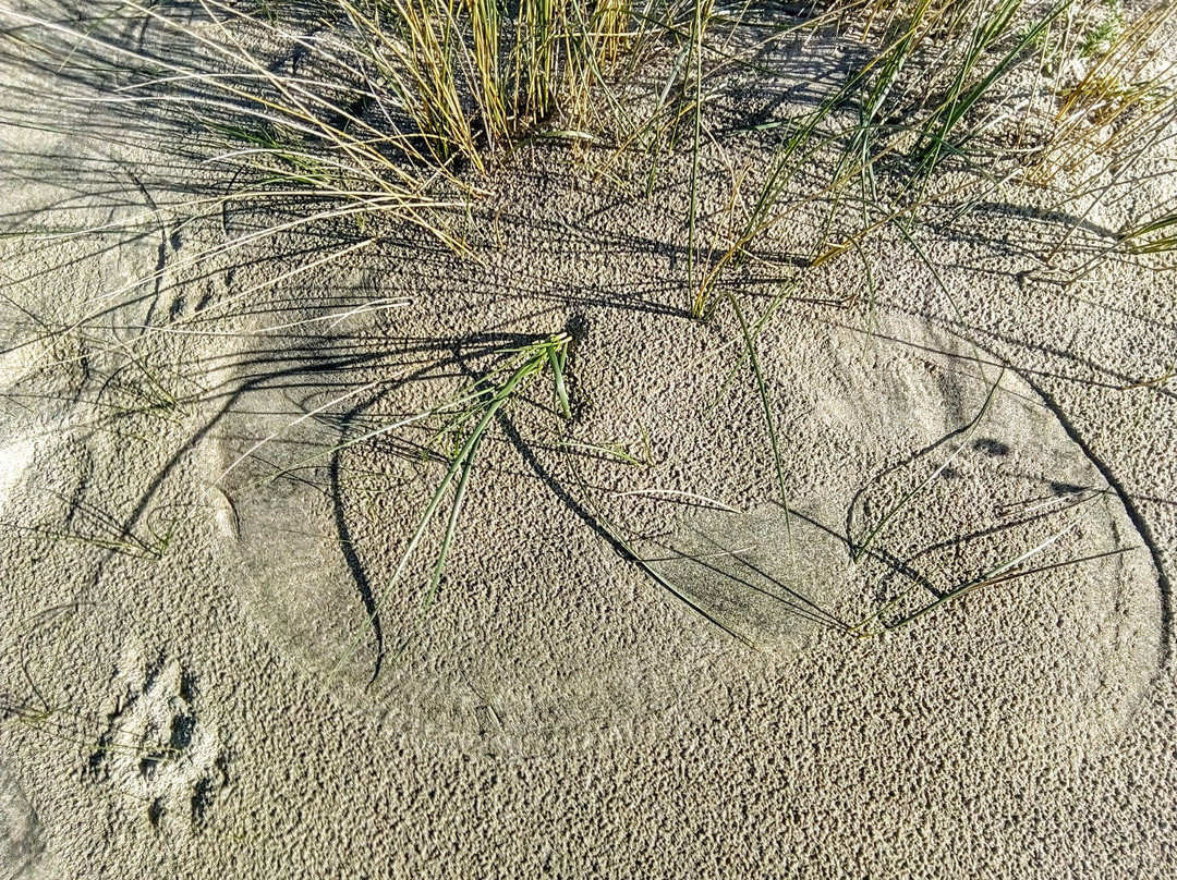 Parco Dune Costiere景点图片