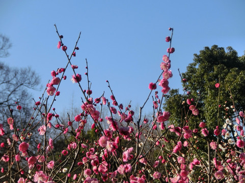 康健园-上海市必去景点