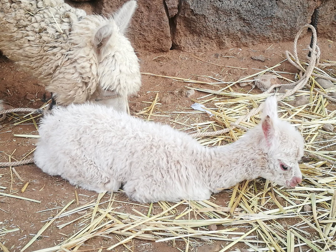 Turismo Percybal-普诺大区必去景点