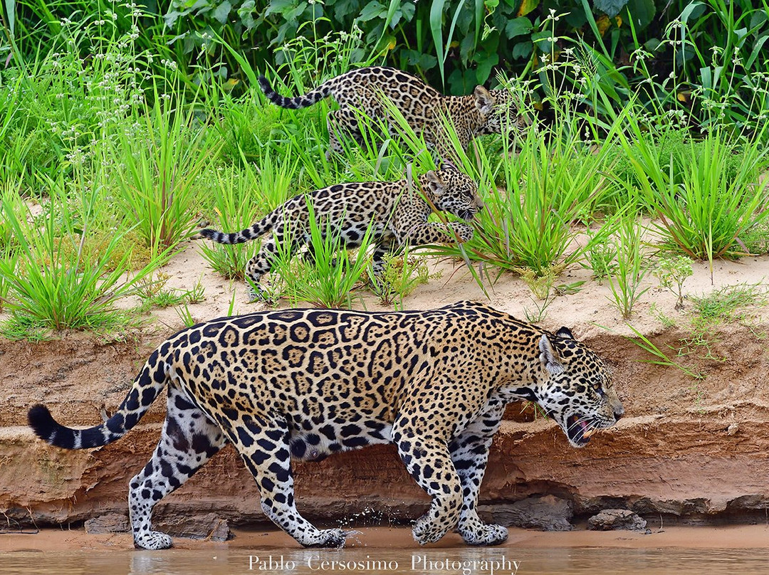 Pantanal Nature-Cuiaba必去景点