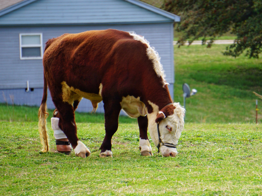 Gentle Barn-诺克斯维尔必去景点