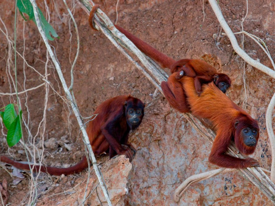 Kosnipata Valley-玛努国家公园必去景点