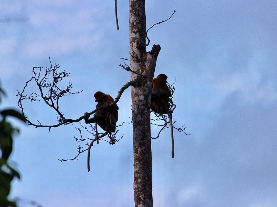 克里亚斯湿地-沙巴必去景点