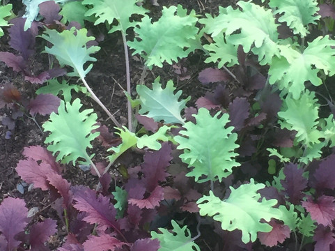 Lee's Healthy Cooking Classes-教堂山必去景点