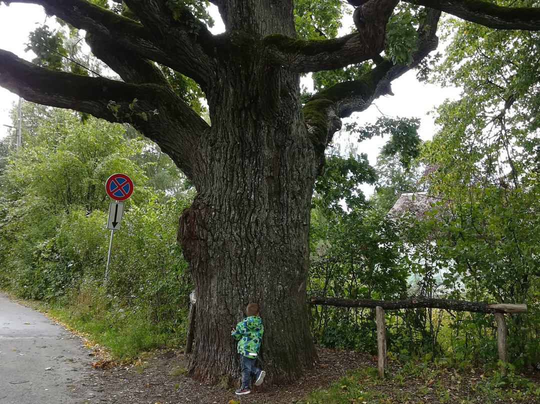 Kauguri Giant Oak-尤尔马拉必去景点