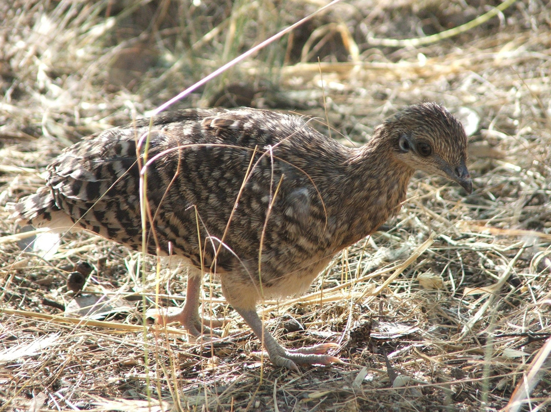 Yongergnow Australian Malleefowl Centre-Ongerup必去景点