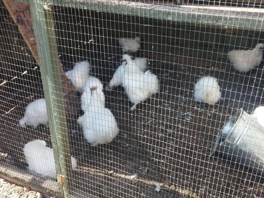 Oak Tree Farm-Stonnall必去景点