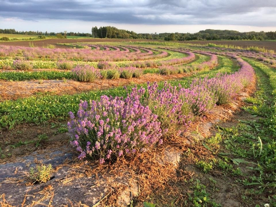 Passion Lavande-Saint-Severe必去景点