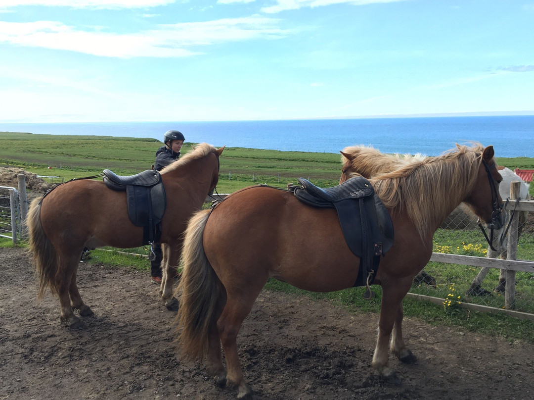 Fjallahestar-Siglufjordur必去景点