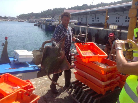 Pexitos - Sesimbra Tours & Experiences-塞新布拉必去景点